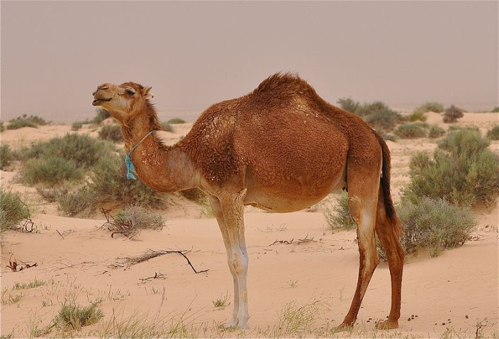 10 Incredibly Adaptive Sahara Desert Animals - Conservation Institute