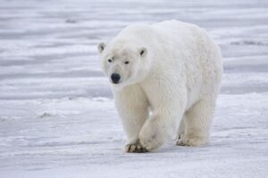 Polar Bear walking through icy terrain