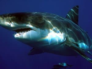 Great white shark in ocrean