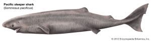 pacific sleeper shark