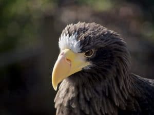 By JMKubler - During a visit at the zooPreviously published: none, CC BY-SA 3.0, https://commons.wikimedia.org/w/index.php?curid=24343622