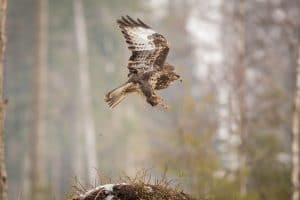 predatory hawk flying
