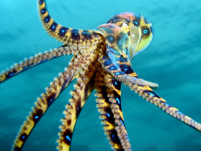 Blue-Ringed Octopus (Saspotato/Flickr)