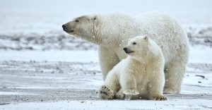 polar bears on icy terrain