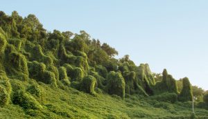 Kudzu plant covering structures