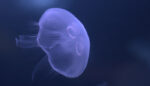 7 Most Deadliest, Most Poisonous Jellyfish in the World