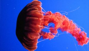 sea nettle jellyfish