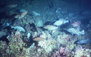 large school of fish in front of coral bed