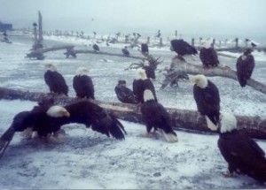 group of bald eagles