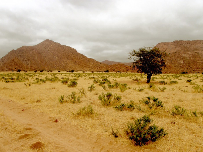 desert in front of hills with a tree in the middle of it