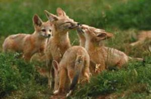 kit fox pups in green field