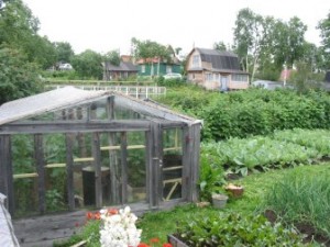 back yard with greenhouse