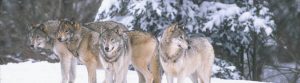 adult wolf pack in snowy forest