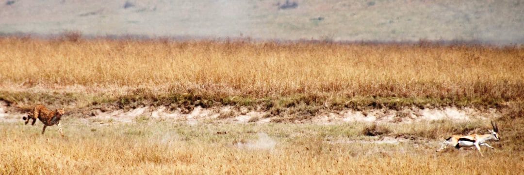 Cheetah_chasing_Thompsons_gazelle_crop