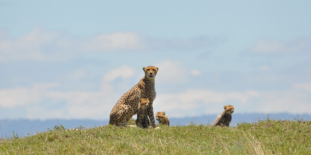Cheetah_with_cubs_-_Masaai_Mara,_Kenya_-_2014