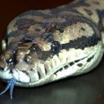 By Korona Lacasse - Isis, CC BY 2.0, https://commons.wikimedia.org/w/index.php?curid=42075326