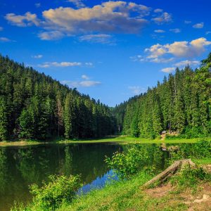 pine forest and lake near the mountain early in the morning