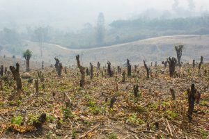 Slash and burn cultivation, rainforest cut and burned to plant c
