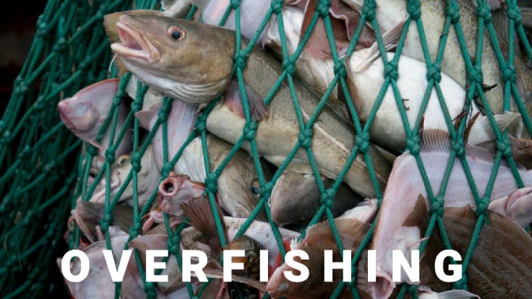 overfishing