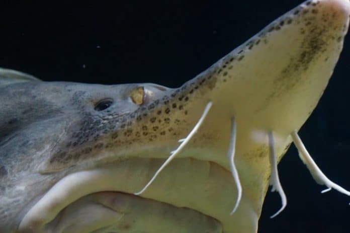 10 Largest, Biggest Fresh Water Fish in the World