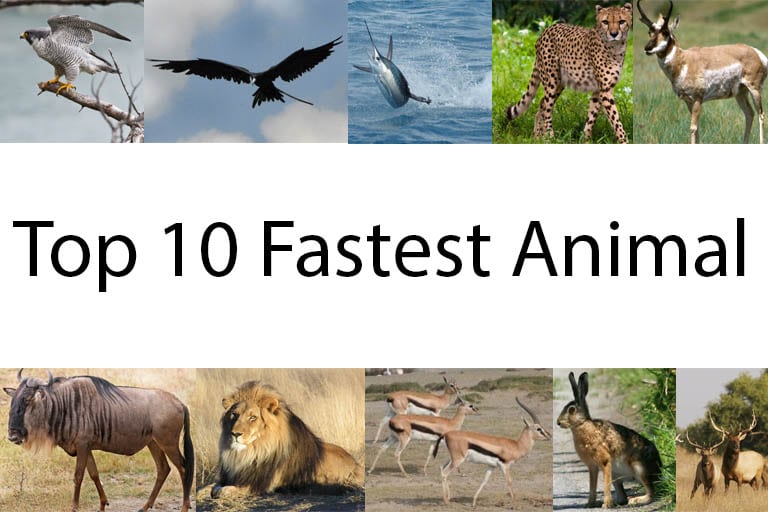 top 10 fastest animal