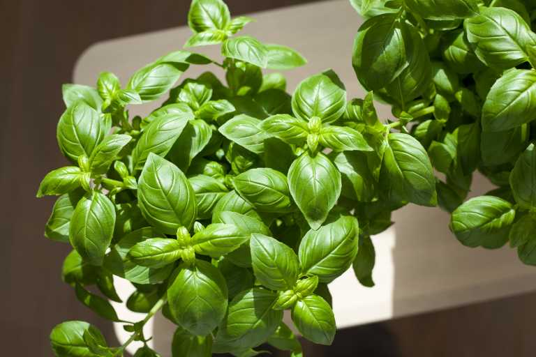 Fully Grown Basil Plant
