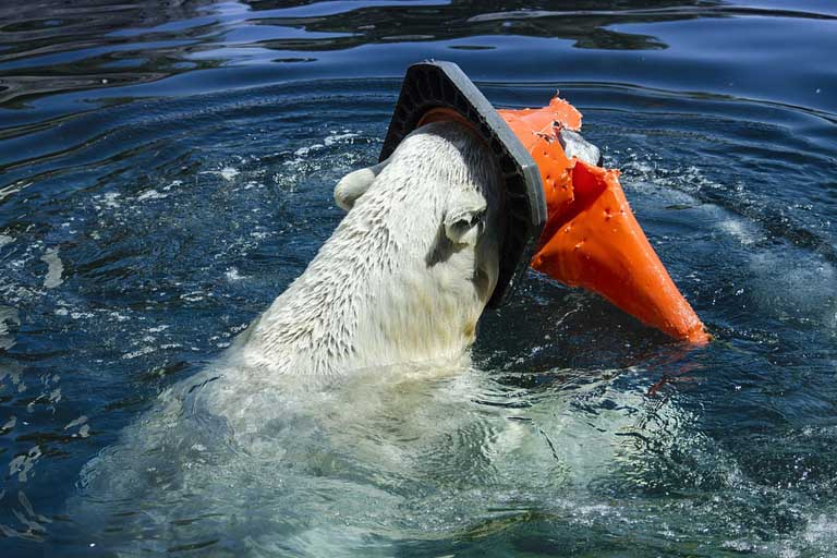 Polar bear with an orange plastic on its head