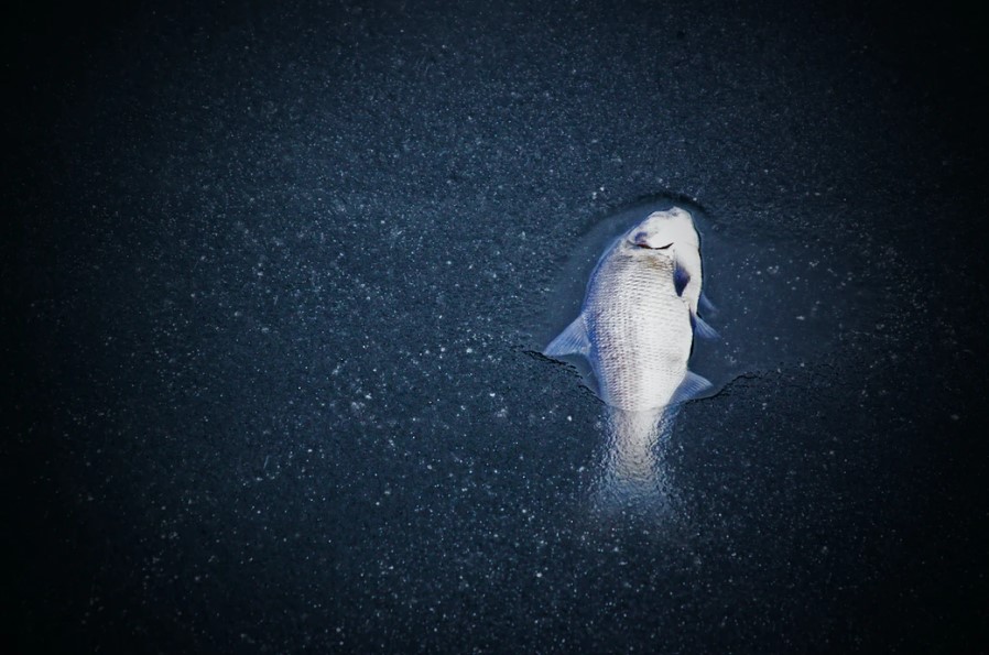 dead fish floating in water
