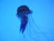 7 Most Deadliest, Most Poisonous Jellyfish in the World