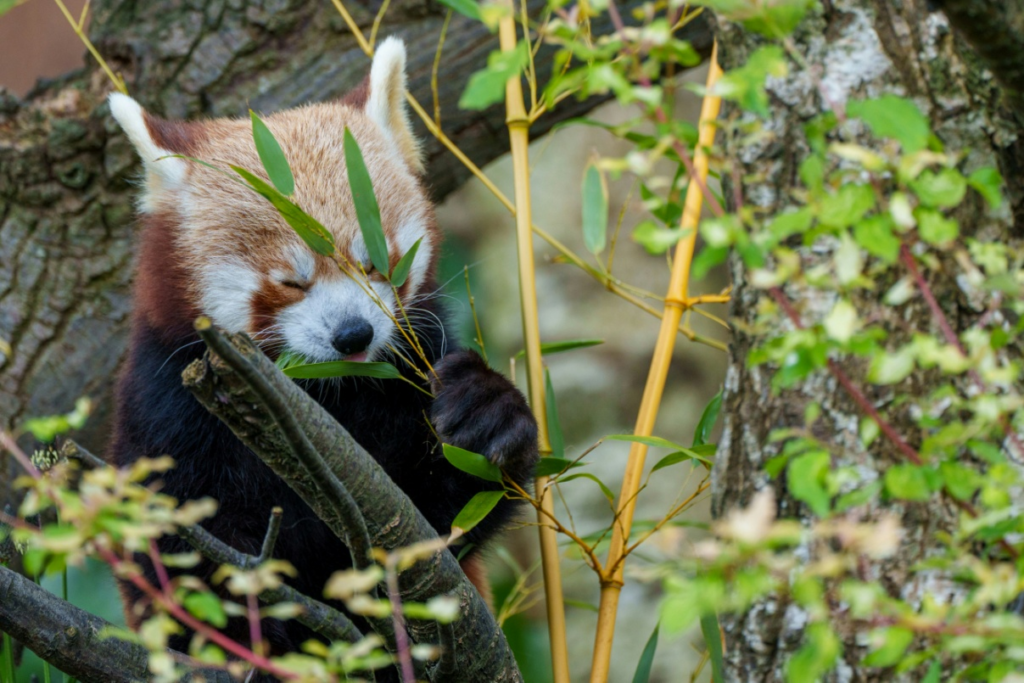 On the Brink: Endangered Species You Can Help Save Today | Conversation ...